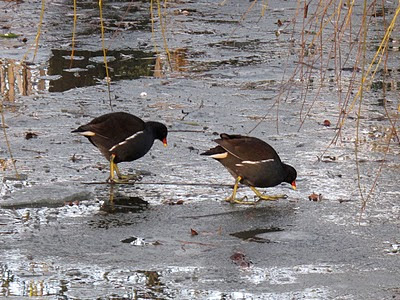 moorhens moorhen surprising foraging pond frozen pair